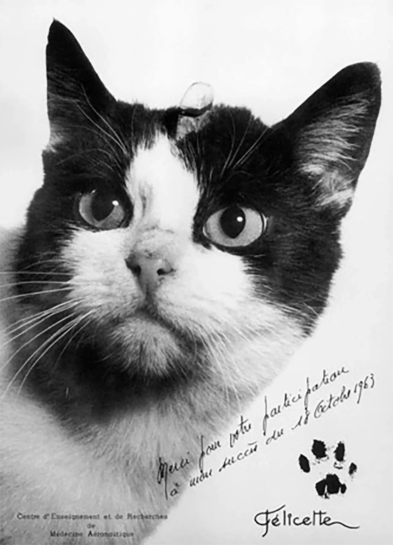 Chatte Flicette CERMA Brtigny-sur-Orge CNES Chatte Flicette CERMA Brtigny-sur-Orge CNES