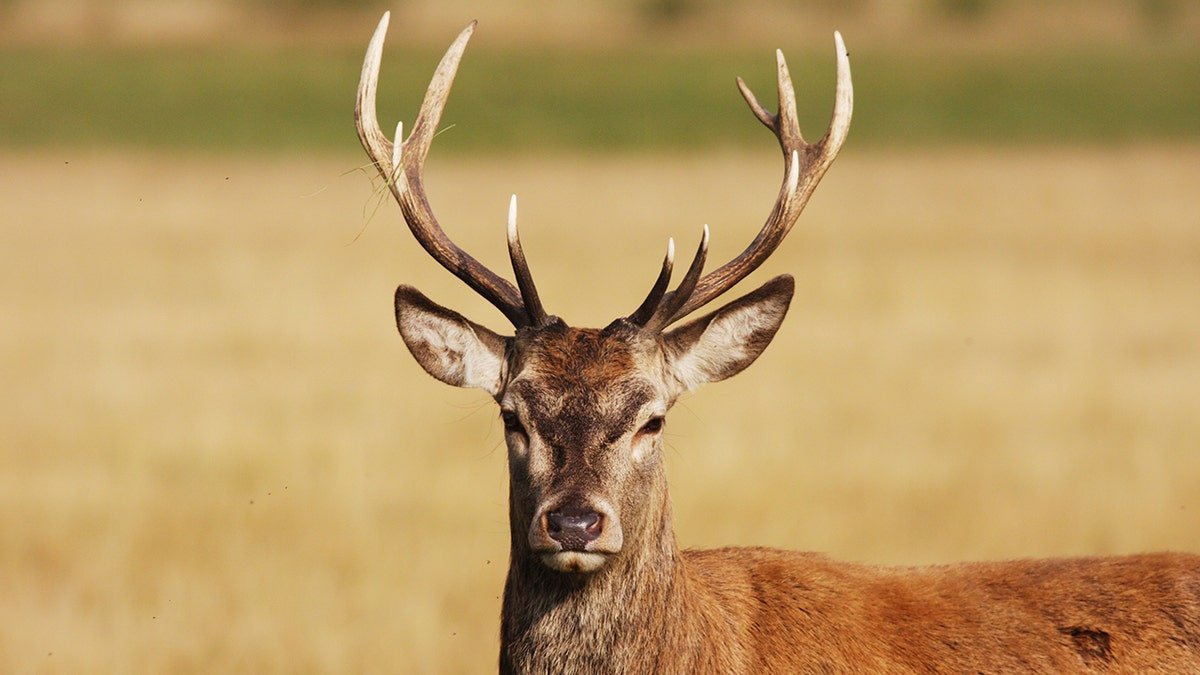 red deer stag