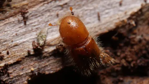 Sean Gallup/Getty Images A close up shot of Ips Typographus, a light brown hairy beetle with three front legs visible one slightly extended out. It is walking along the bark of a logged spruce tree.