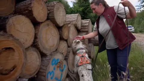 Tony Jolliffe/BBC A stack of cut timber logs are to the left of the image in some tall grass. On the right stands a woman in blue jeans, a t-shirt and red gilet guiding a white and brown spaniel dog along the logs. The dog is wearing an orange harness and lead. In the background a white 4x4 truck sits on a gravel path to the right.