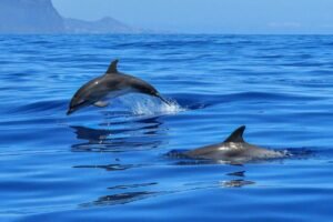 A drone captured a huge pod of dolphins in California.